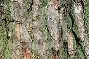 Background of pine bark of coniferous tree with moss and lichen, wood texture of large pine tree trunk, close up