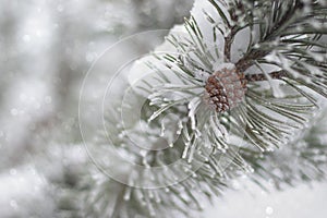 Background with pine branch and pine cone, defocus lights and snow. Happy new year card