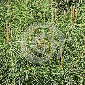 Background of pine branches