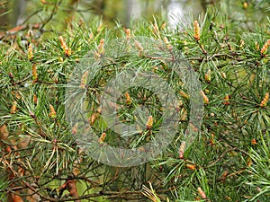 Background pine branches with shoots of cones