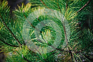 Background of pine branches with a soft focus in the sunlight