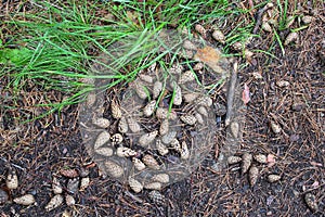Background pine cones, fir needles on the ground