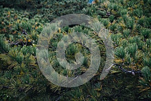 Background of pine leaves in forest