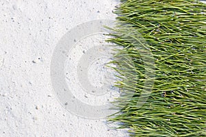 Background of pine needles on the sand