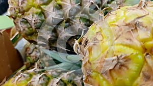 Background pineapple exotic fruit texture close-up 4K 30fps UltraHD resolution rolling focus, slow motion, top view.
