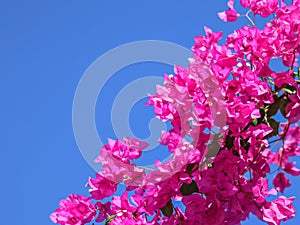 Background of pink Begonville flowers against blue sky on a sunny day