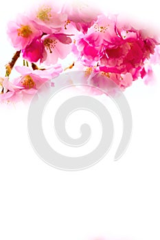 Background with pink cherry blossom, sakura flowers