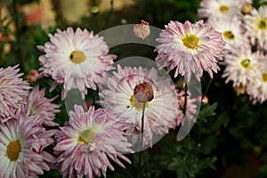 background of pink chrysanthemum flower, white and pink chrysanthemum photo