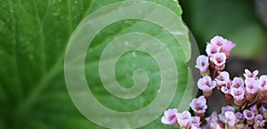 Background with pink flowers. Flowers composition.