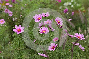 Background of pink flowers of Cosmea