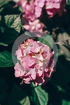 Background with pink hydrangeas in dark style