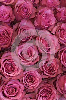 Background of pink and peach roses. Fresh pink roses. A huge bouquet of flowers. The best gift for women. vertical photo