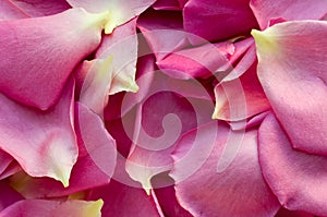 Background with pink petals of roses