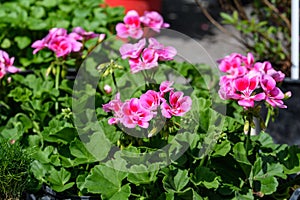 Background of pink and red Pelargonium flowers commonly known as geraniums, pelargoniums or storksbills and fresh green leaves,