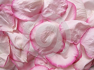 Background of pink rose petals