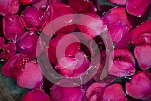 Background of pink rose petals in bowl with water