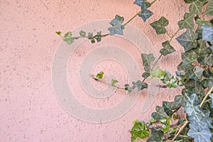 Background of pink stucco wall with ivy growing up one side - selective focus