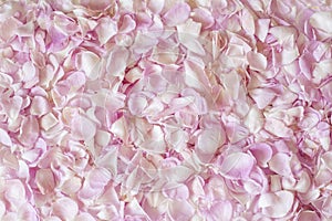 background of pink tea rose petals.