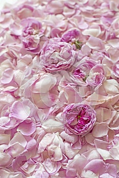 background of pink tea rose petals and flowers