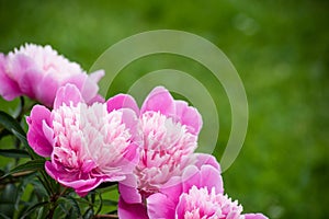 Background with pink tender peony on a bush