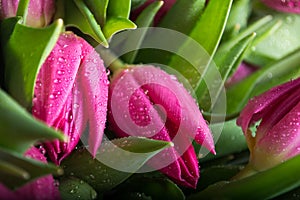 Background of pink tulips closeup. Bouquet of flowers