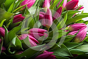 Background of pink tulips closeup. Bouquet of flowers