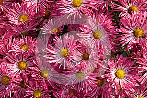 Background of pink and white chrysanthemum flowers.