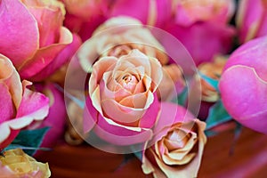 Background of pinky rose for your loved ones