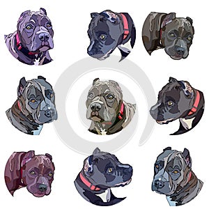 Background with pitbulls. Stickers