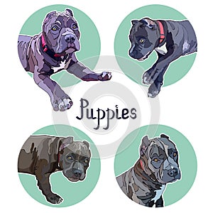 Background with pitbulls. Stickers of puppies photo