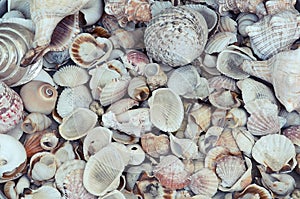 Background from placer small and medium sea shells, evenly covering the surface photo