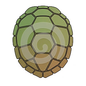 The background is plain white, emphasizing the detailed shell design