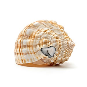 Background is plain white emphasizing the shell s intricate design