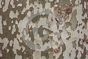 Background of plane tree bark , plane tree bark texture
