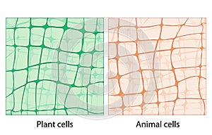 Background plant cells and animal cells