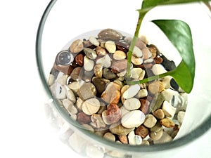 Background Plant with rock