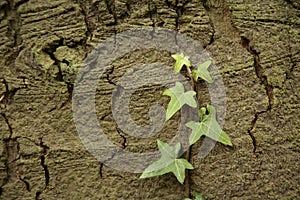 Background - plant on split earth