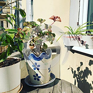 Background plants on the balcony, illuminated by the summer sun