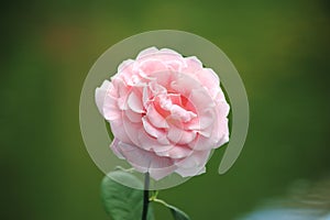 Background with pnk rose against green background. Floral still life. Selective focus. Place for text.