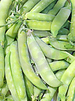 The background of the pods of green peas