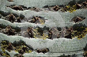 Background from poplar bark