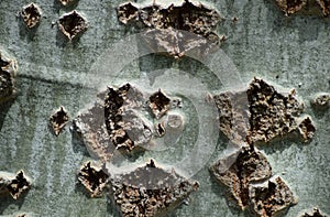 Background from poplar bark
