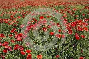 Background of poppy field in Hungary