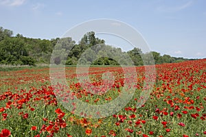 Background of poppy field in Hungary