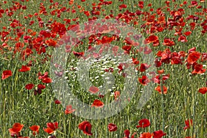 Background of poppy field in Hungary