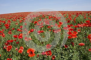 Background of poppy field in Hungary