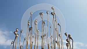 background poppy seed heads dry sticks with blue sky white cloud