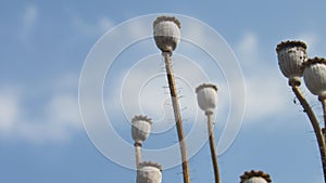 background poppy seed heads dry sticks with blue sky white cloud