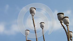 background poppy seed heads dry sticks with blue sky white cloud