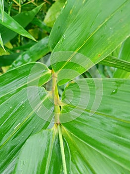 Background portrait of green bamboo tree leaves